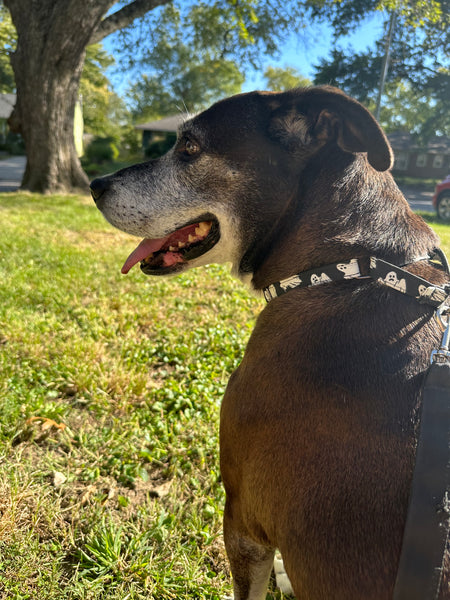Black Ghost Dog Collar