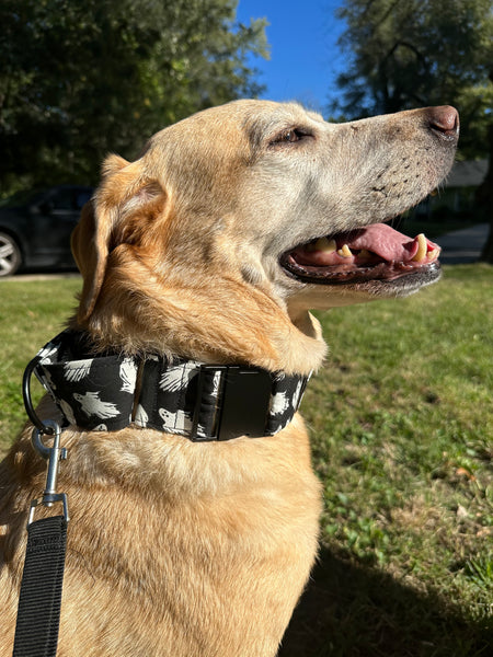 Black Ghost Dog Collar