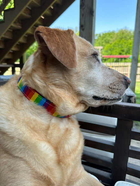 Rainbow Pride Collar